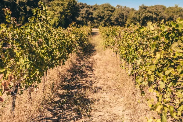 Vinha Velha Provence Sul França — Fotografia de Stock