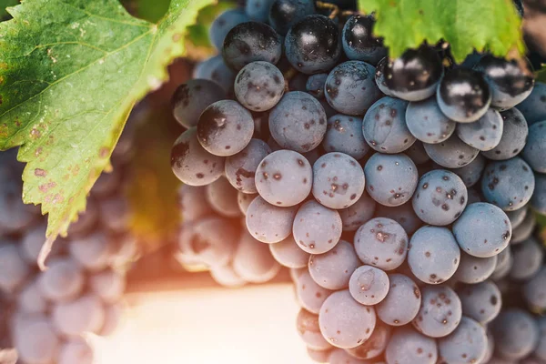 Large Grapes Farm Luberon Good Year — Stock Photo, Image