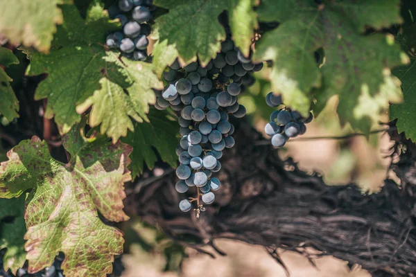 Druiven Boerderij Met Grote Trossen Rijpe Blauwe Druiven Druiven Industrie — Stockfoto