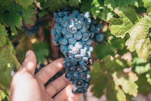Druiven Boerderij Met Grote Trossen Rijpe Blauwe Druiven Druiven Industrie — Stockfoto