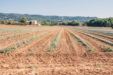 Lacoste köyünde terasın üstünden Luberon güzelliği