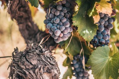 Vintage Sezon - Fransa'da Üzüm Sanayi