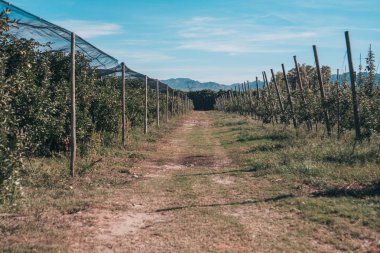 Provence Sonbahar - elma çiftliği