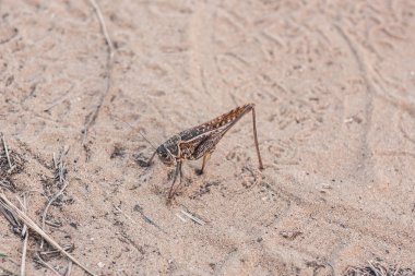 Büyük çekirge tozu.