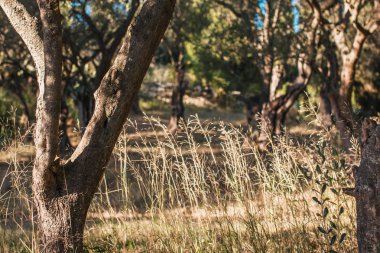 Eski bahçede sonbaharda kuru çim - zeytin ağacı