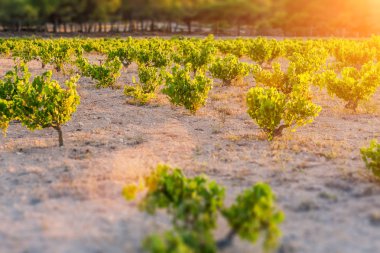 asma ekimi - İspanyol şarap üreticilerinin gelenekleri