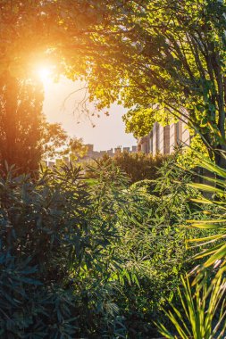 Eski bir köşkün kalın Akdeniz çalılıkları ile parlak güneş ışığı - Fransa'da bir villa