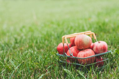 Çiftlikte çim bir sepet içinde Olgun elma - hasat - yakın çekim - kopya alanı