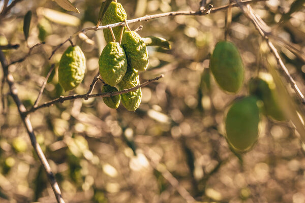 Старая оливковая роща осенью в сезон сбора урожая
