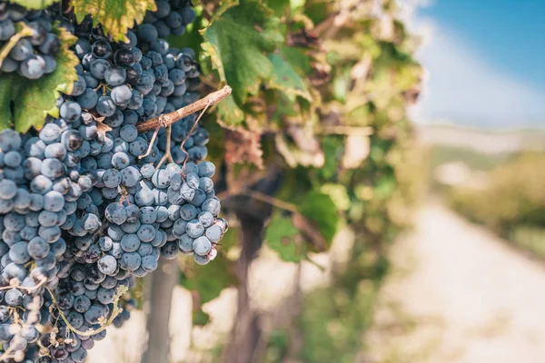 Chic Uvas Grandes Suculentas Maduras Uma Vinha Provença Luberon — Fotografia de Stock