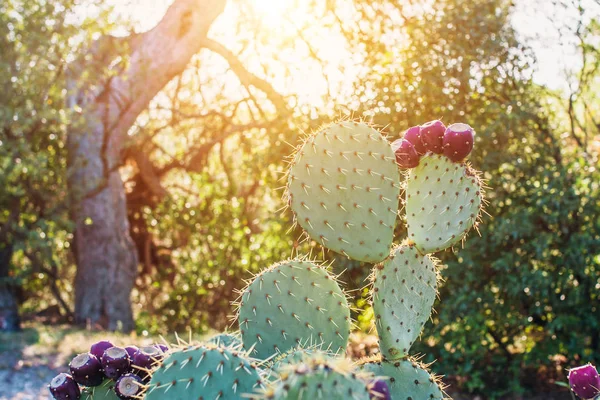 Les Rayons Lumineux Soleil Coucher Soleil Travers Les Feuilles Épineuses — Photo