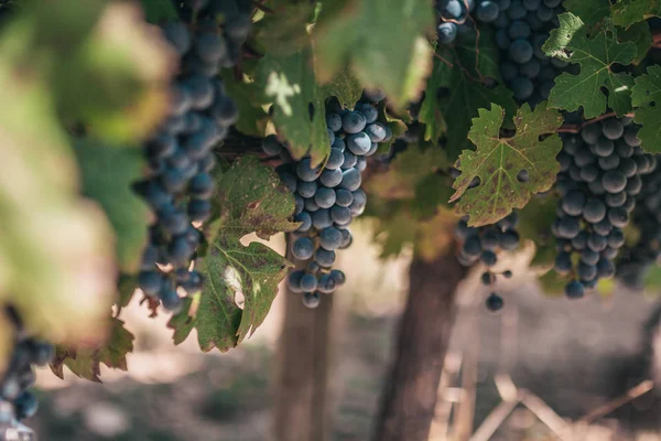 Vista Inferior Das Uvas Maduras Pretas Quinta — Fotografia de Stock