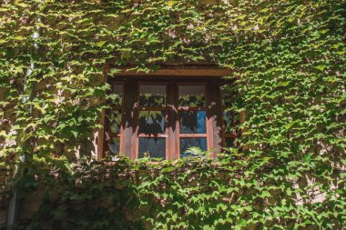 Güneşli bir günde, bir binanın ön cephesinde kalın çalılıklar.