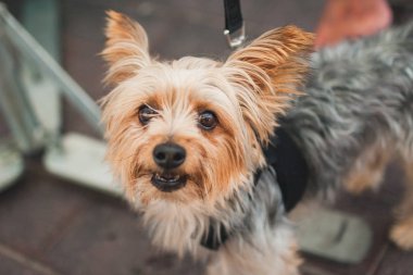 Sevimli yorkshire terrier yüz Closeup