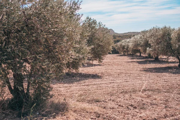 Paisaje Provenza Jardines Montañas — Foto de Stock