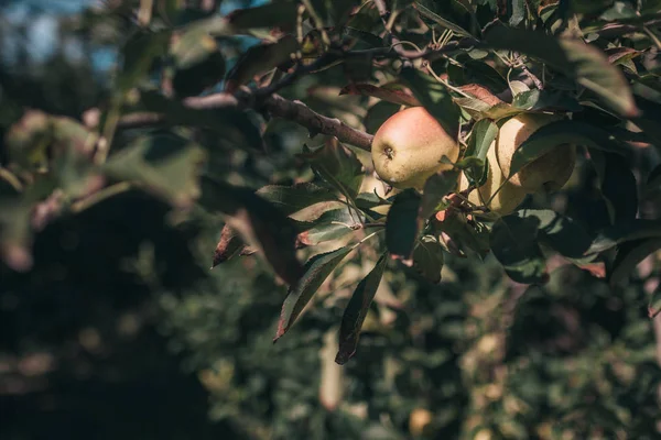 Manzanas Maduras Sol Una Rama Jardín — Foto de Stock