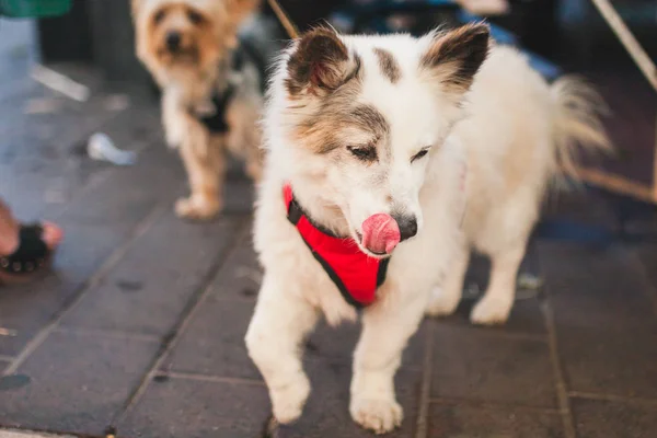 Closeup White Cute Muzzle Domestic Dog Licked Tongue — Stock Photo, Image