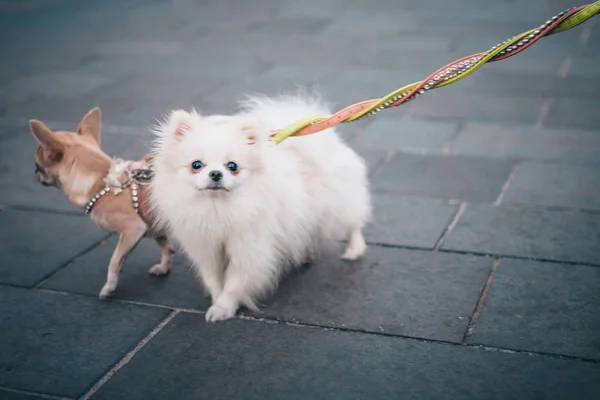 Dois Cachorrinhos Fofos Raça Chihuahua Spitz Uma Trela Durante Passeio — Fotografia de Stock