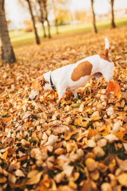 Neşeli şirin Jack Russell Terrier parkta yürürken yaprakları kokluyor.