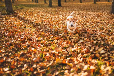 Neşeli şirin Jack Russell Terrier parkta yürüyüşe çıkmış düşen yapraklar boyunca koşuyor.