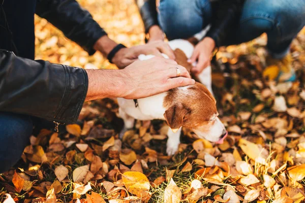 Loving Owners Pet Pet Jack Russell Terrier — Stock Photo, Image