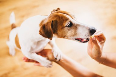 Jack Russell Terrier iyi halden ve eğitimle uyum sağladığı için elinden ödül alıyor.