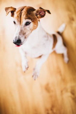 Jack Russell Terrier arka ayakları üzerinde duruyor. Eğlenceli bir köpek oyunu.