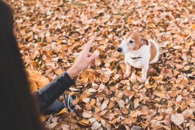 İtaatkar köpek yavrusu Jack Russell Terrier parkta eğitildi.