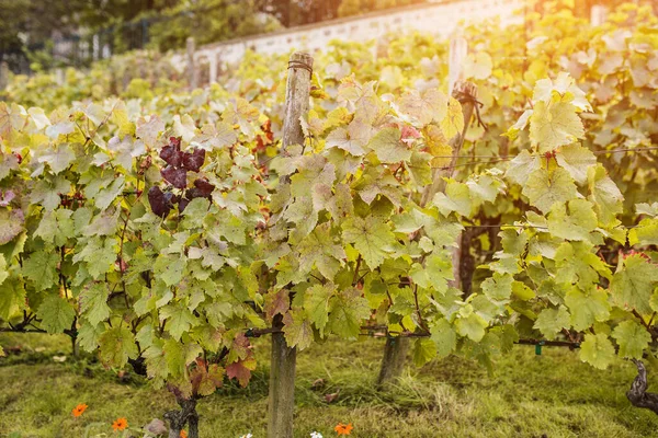 Vinhas Antigas Paris Montmartre Tradições Vinificação — Fotografia de Stock