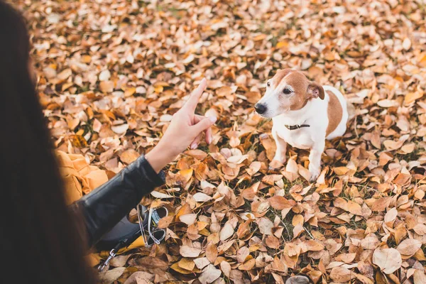 순종적 강아지 테리어는 공원에서 훈련받는다 — 스톡 사진