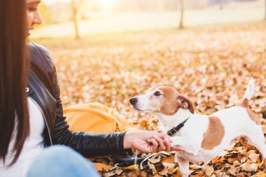 Parktaki neşeli aktif esmer kız elinde yavru köpek pençesi Jack Russell Terrier 'ı tutuyor.