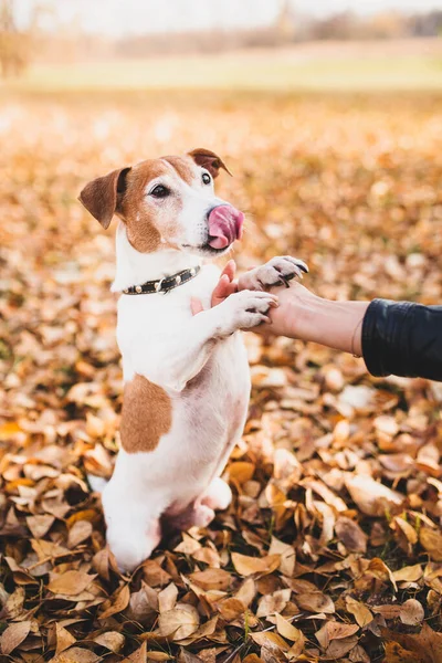 Cute Affectionate Puppy Jack Russell Terrier Standing Its Hind Legs — Stock Photo, Image