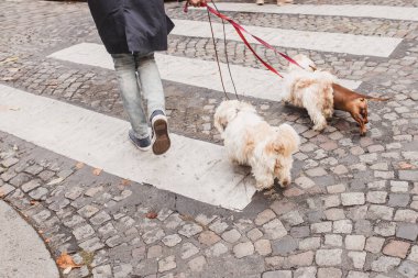 Şehirde yürürken tasmalı üç yapay köpek.
