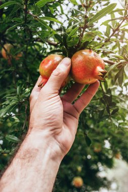 Çiftçi nar hasat eder - bahçede olgun meyveler
