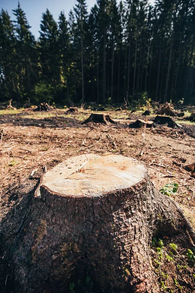 Ein Großer Baumstumpf Einem Abholzungsort Eine Ökologische Katastrophe — Stockfoto