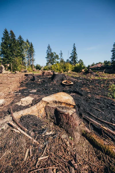 Baumstümpfe Nach Baumfällungen Große Lichtung Wald Verbrannte Stämme Und Gras — Stockfoto