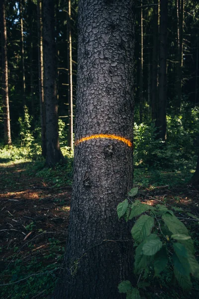 Ствол Дерева Лесу Отмеченный Лесоруба Вырубка Лесов — стоковое фото