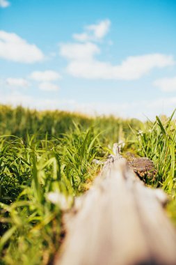 Güneşli bir günde çimlerin üzerinde kütük - mavi gökyüzüne karşı yeşil çimen - seçici odak
