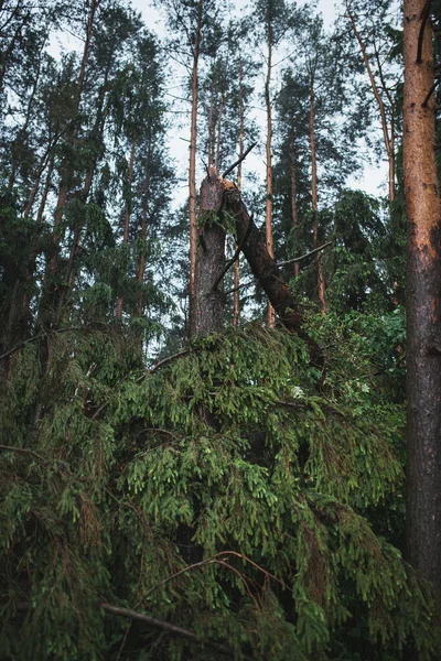 Cime Pino Nella Foresta Spezzate Uragano Vento Forte Previsioni Meteo — Foto Stock