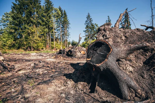 Umgestürzte Bäume Und Verbrannte Baumstümpfe Wald Sind Das Ergebnis Eines — Stockfoto