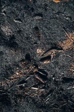 Yerdeki bir orman yangınının sonuçları - yanmış koniler ve iğneler - ekolojik bir felaket