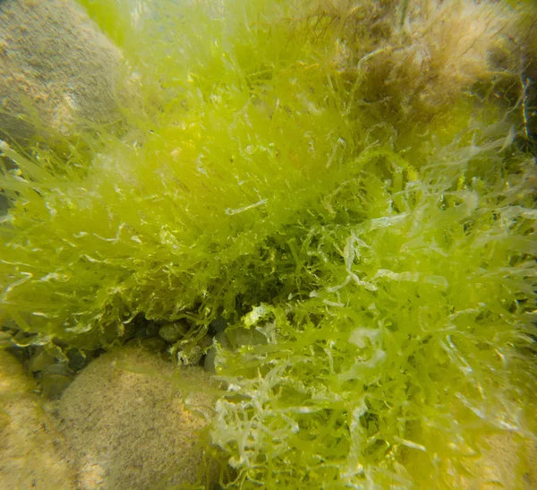 Photo Seaweed Underwater Bottom Sea — Stock Photo, Image