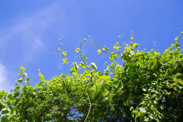 Зеленые Листья Растения Голубом Небе — стоковое фото