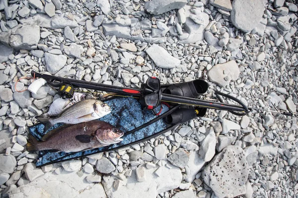 Foto Peixe Equipamento Caçador Subaquático Depois Caçar Mar — Fotografia de Stock