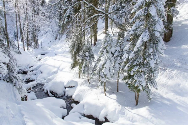 Beau Paysage Hivernal Forêt Sauvage Avec Des Arbres Enneigés — Photo