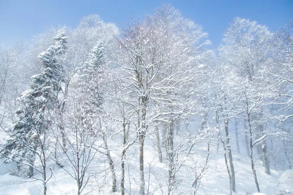 Vackert Vinterlandskap Med Höga Berg Med Snötäckta Träd — Stockfoto