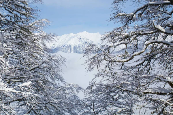 Beau Paysage Hivernal Hautes Montagnes Avec Des Arbres Enneigés Dans — Photo