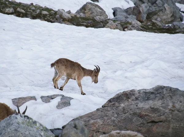 Кавказская горная коза — стоковое фото