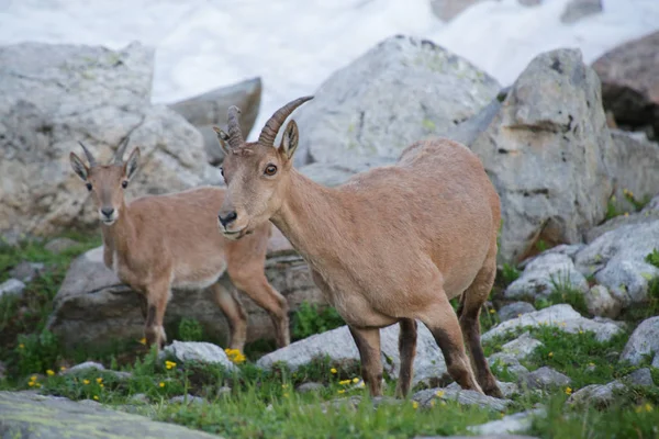 Kaukasische Bergziege — Stockfoto