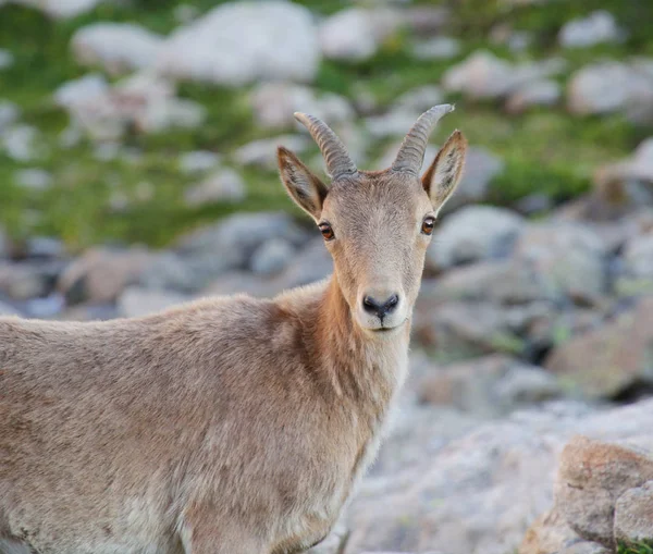 Caucasian mountain goat — Stock Photo, Image